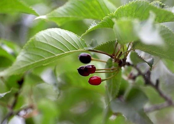 Blog of A new health trend of eucommia for high blood pressure by Botanical Cube Inc 3 Blog of A new health trend of eucommia for high blood pressure by Botanical Cube Inc 3