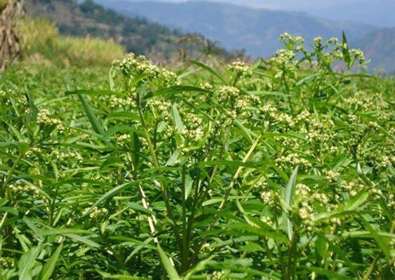 medicinal Andrographis paniculata by Botanical Cube Inc. medicinal Andrographis paniculata by Botanical Cube Inc.