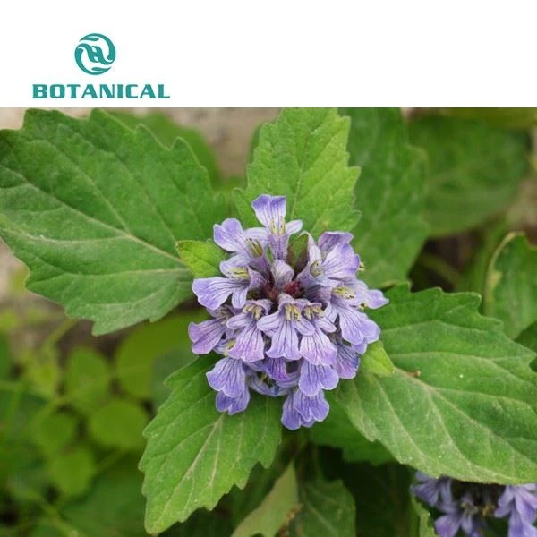 Turkesterone powder raw materil for extraction