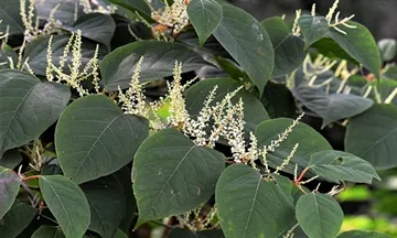 Välja Den Rätt Leverantör För Ur Resveratrol Kosttillskott