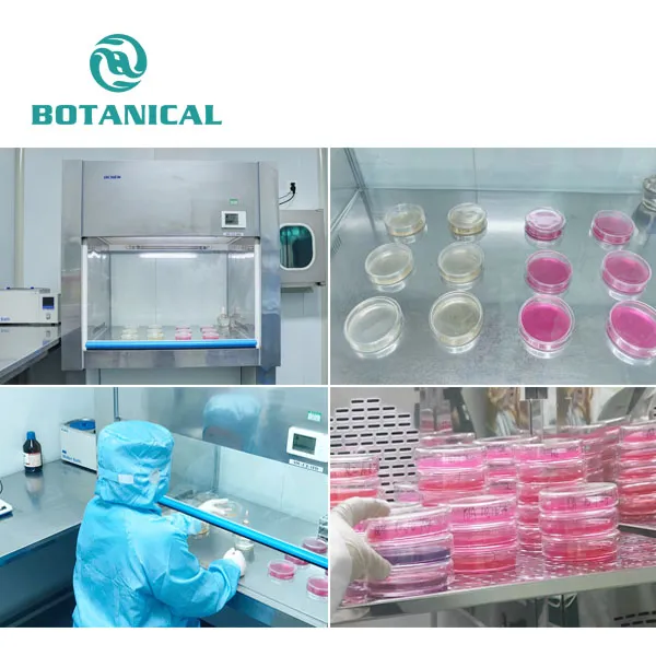 Organic Beetroot Powder factory